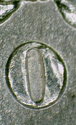 1882-O VAM-8