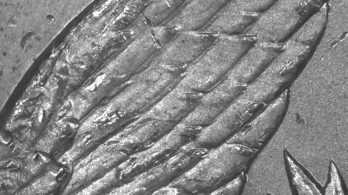 Image 9