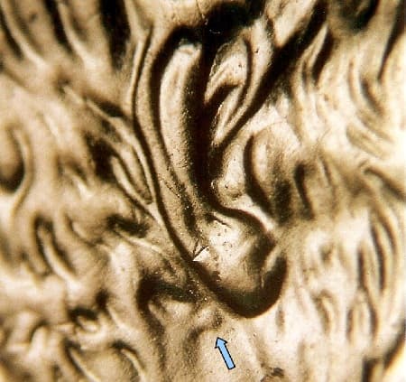 2009-D Doubled Die Obverse WDDO-001
