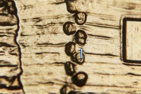 2009-D Doubled Die Reverse WDDR-011