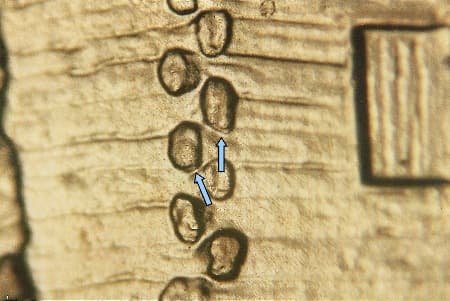 2009-D Doubled Die Reverse WDDR-015