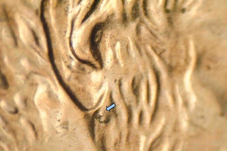 2009 Doubled Die Obverse WDDO-005