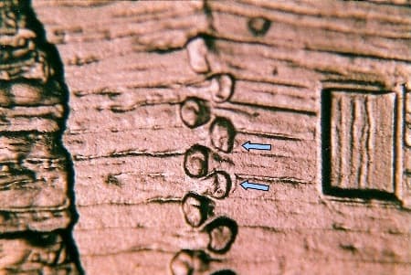 2009 Doubled Die Reverse WDDR-004