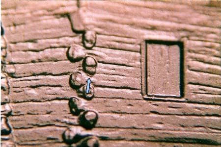 2009 Doubled Die Reverse WDDR-005