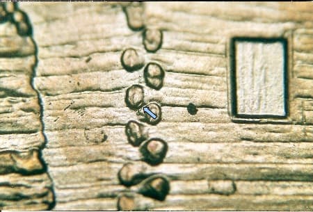 2009 Doubled Die Reverse WDDR-012