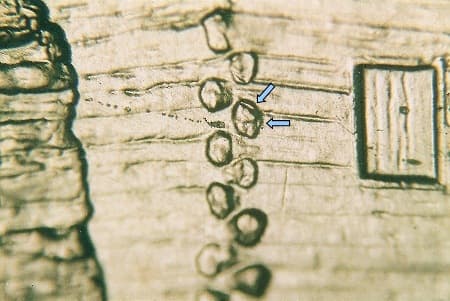 2009 Doubled Die Reverse WDDR-023