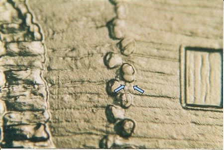 2009 Doubled Die Reverse WDDR-026