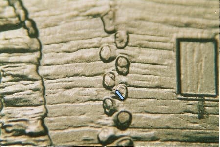 2009 Doubled Die Reverse WDDR-027