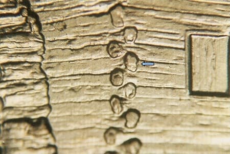 2009 Doubled Die Reverse WDDR-029