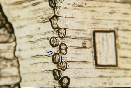 2009 Doubled Die Reverse WDDR-034