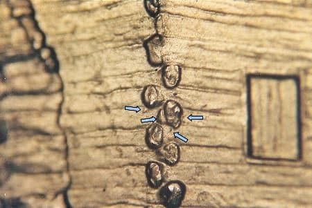 2009 Doubled Die Reverse WDDR-040