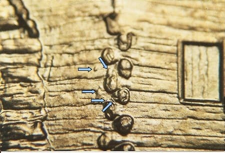 2009 Doubled Die Reverse WDDR-046