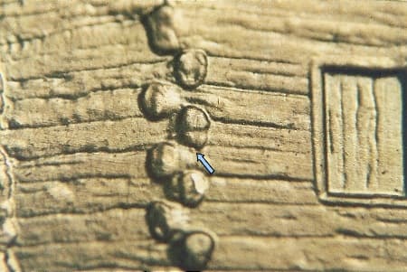 2009 Doubled Die Reverse WDDR-047