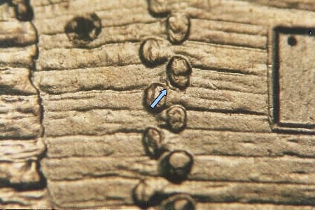 2009 Doubled Die Reverse WDDR-072