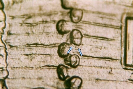 2009 Doubled Die Reverse WDDR-090