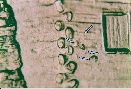 2009 Doubled Die Reverse WDDR-096