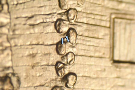 2009 Doubled Die Reverse WDDR-127