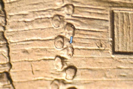 2009 Doubled Die Reverse WDDR-136