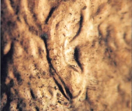 1984 Doubled Die Obverse WDDO-008