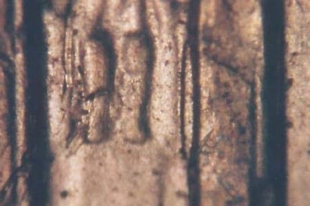 1999 Doubled Die Reverse WDDR-044