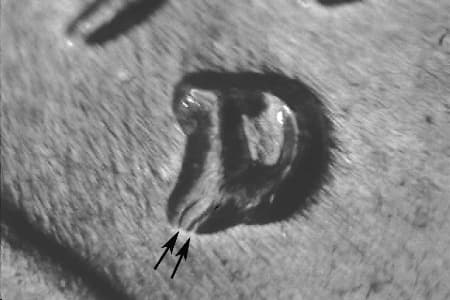 1959-D Repunched Mintmark WRPM-071