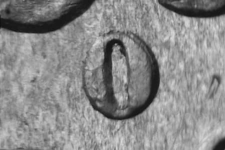 1881-O Repunched Mintmark WRPM-001