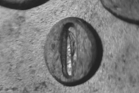 1884-O Repunched Mintmark WRPM-005