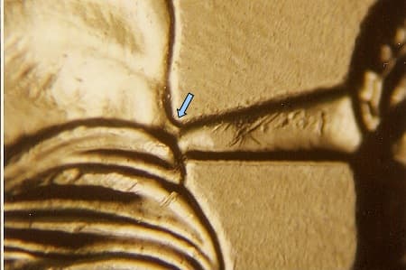 2007 Doubled Die Reverse WDDR-007