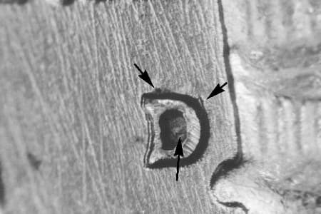 1960-D Repunched Mintmark WRPM-004