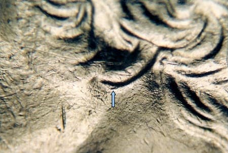 2006 Doubled Die Obverse WDDO-001