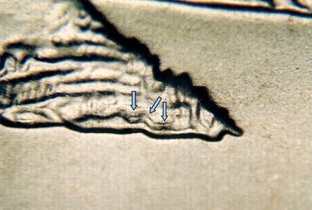 2005-D Doubled Die Reverse WDDR-005