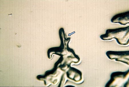 2005-S Doubled Die Reverse WDDR-001