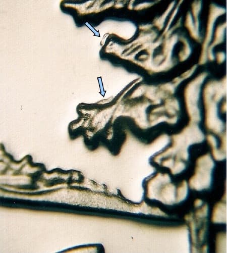 2005-S Doubled Die Reverse WDDR-002