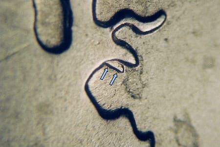 2007 Doubled Die Reverse WDDR-005