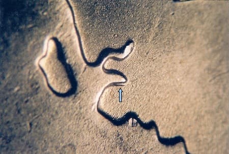 2007 Doubled Die Reverse WDDR-007
