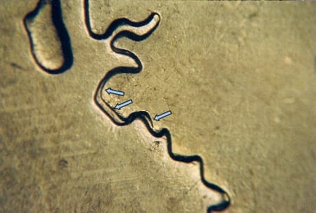 2007 Doubled Die Reverse WDDR-017