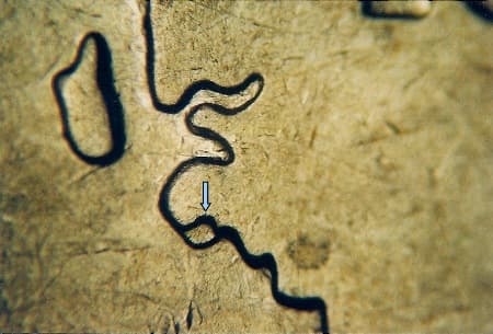 2007 Doubled Die Reverse WDDR-019