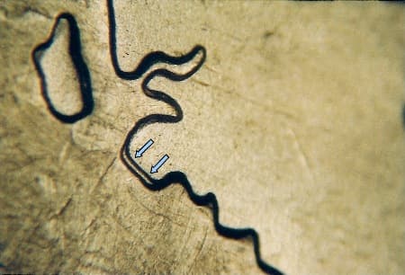 2007 Doubled Die Reverse WDDR-020