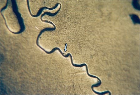 2007 Doubled Die Reverse WDDR-021