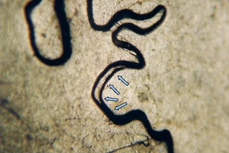 2007 Doubled Die Reverse WDDR-022