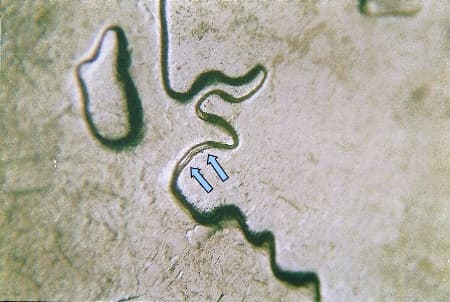 2007 Doubled Die Reverse WDDR-028