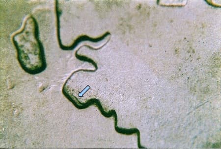 2007 Doubled Die Reverse WDDR-029