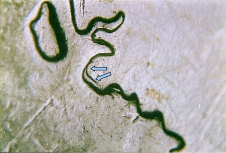 2007 Doubled Die Reverse WDDR-035
