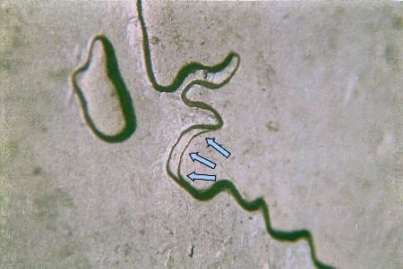 2007 Doubled Die Reverse WDDR-036