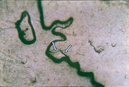 2007 Doubled Die Reverse WDDR-042