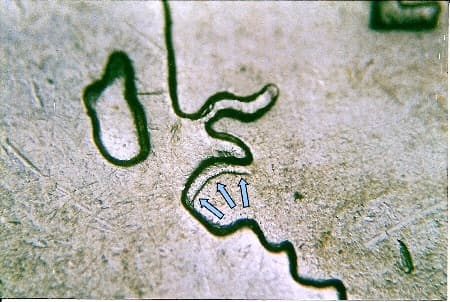 2007 Doubled Die Reverse WDDR-044