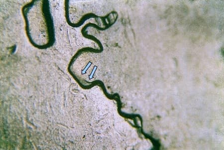 2007 Doubled Die Reverse WDDR-055