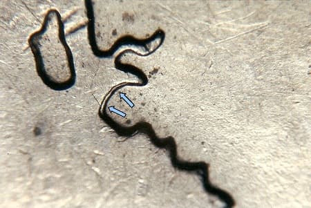 2007 Doubled Die Reverse WDDR-060