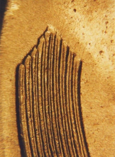 1936 Doubled Die Reverse WDDR-017