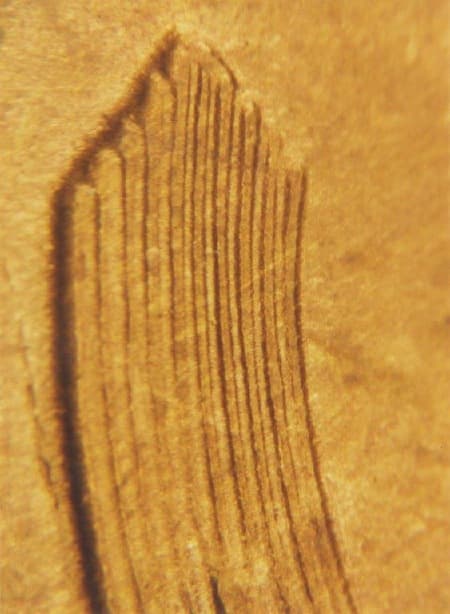 1936 Doubled Die Reverse WDDR-021